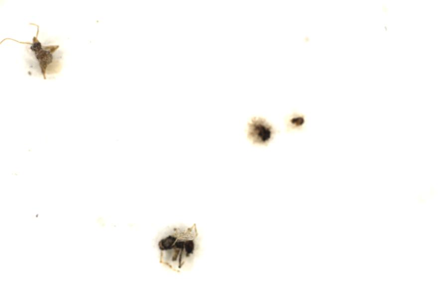 Image 50